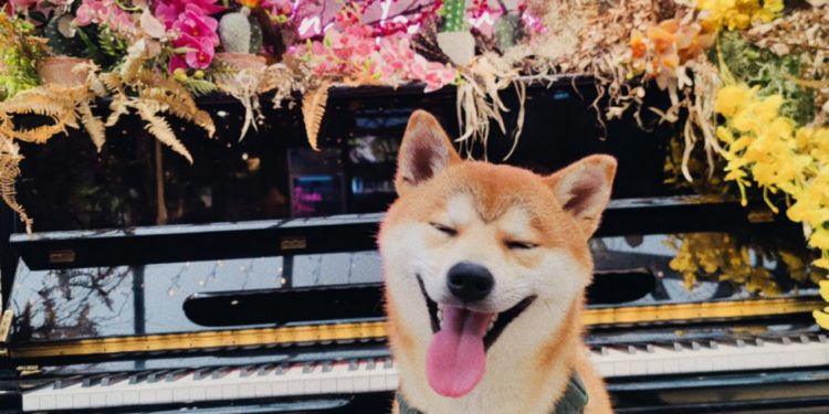 奴才們！你有冇揀岩狗糧？